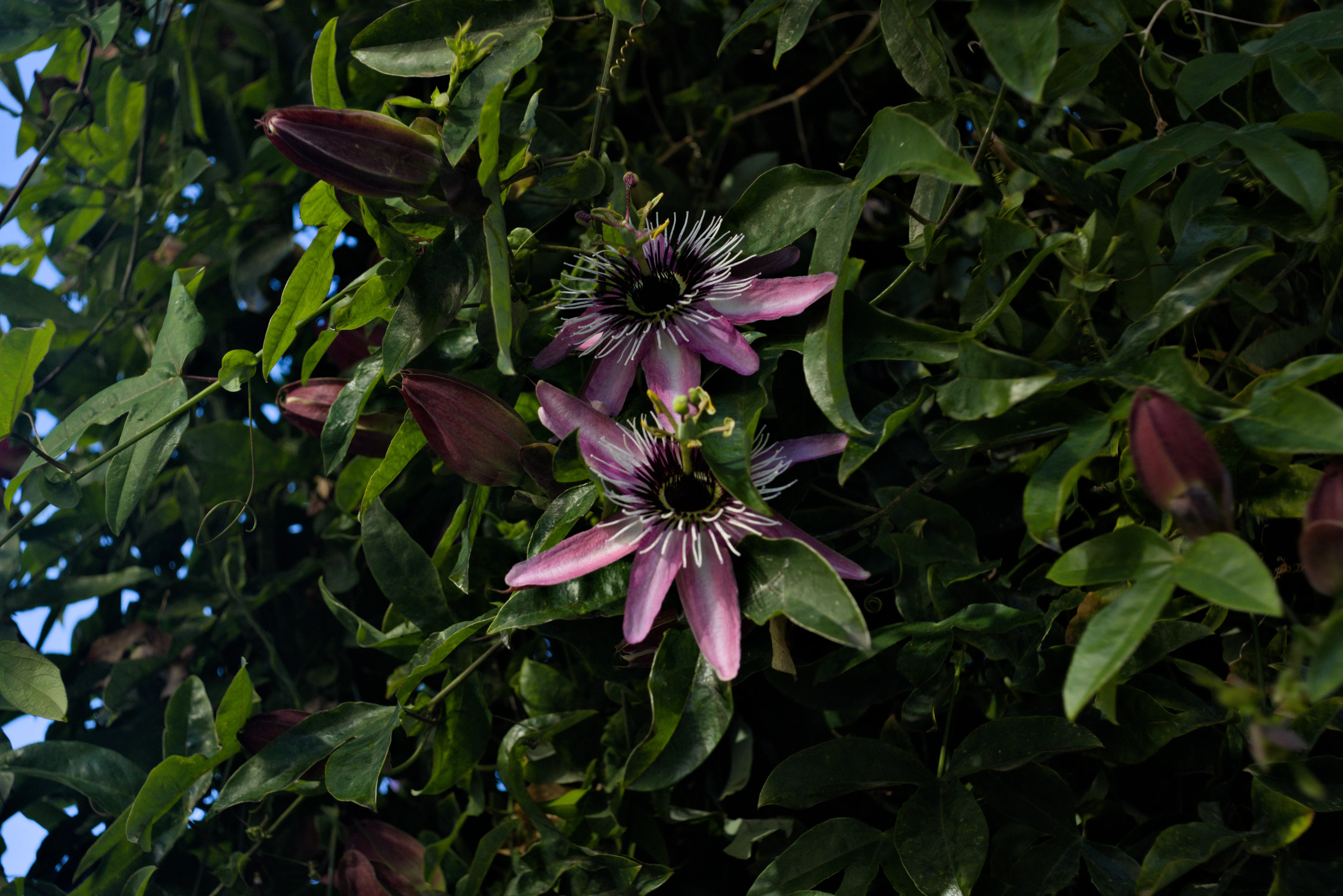 Meyer-Optik Görlitz Primagon 35mm f4.5 (M42) - _I4A3020.webp